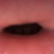 Dinabina