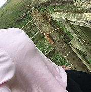 Lolit22 - транссексуали, 28 років, Edinburgh