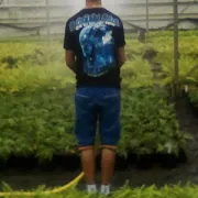 Gigant89