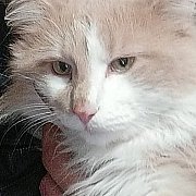 Tomplmyprof - mann, 34 Jahre, Giżycko