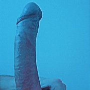 Youngdick345 - man, 25 years, Katowice