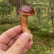 Marek1971 - mann, 46 Jahre, Szczecin