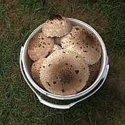 Danio123456789 - Mężczyzna, 26 Lat, Wysokie Mazowieckie, Polska