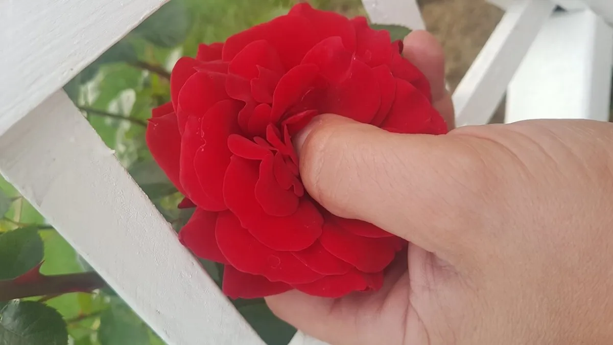 Photo in gallery