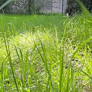 Ulaux - woman, Gdańsk