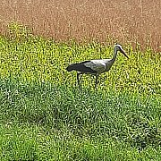 Towlasnieja11 - mężczyzna, 32 lat, Lublin