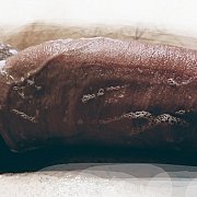 Koniepobetobie - para (mężczyzna 31 lat, kobieta 28 lat), Gdańsk