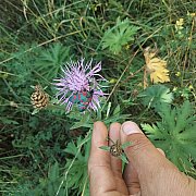 ChetnyKuba - mann, 24 Jahre, Rzeszów