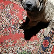 Bartoszkul - mężczyzna, 22 lat, Katowice