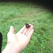 Karolik - mann, 42 Jahre, Zamość