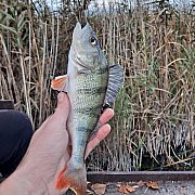 010719901713 - man, 35 years, Września