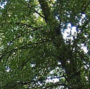 Ostobedzie - чоловік, 28 років, Racibórz