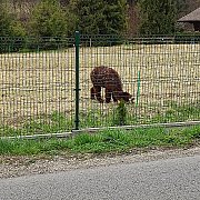 Yyyy2222 - mężczyzna, 54 lat, Jaworzno