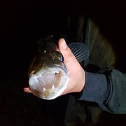 Cykimyk - mężczyzna, 36 lat, Gorzów Wielkopolski