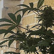 Leoncjo - man, 39 years, Alicante