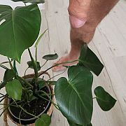 BigPan - mężczyzna, 33 lat, Gdańsk