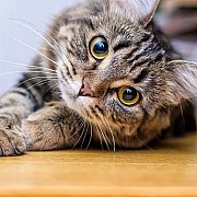 Tosss - mann, 31 Jahre, Heerenveen