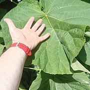 Minetkowy79 - чоловік, 46 років, Szczecin