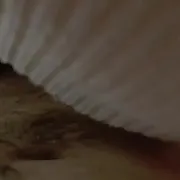 Cipacabras