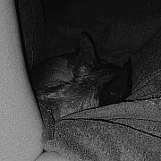 Kropeczkanadi22 - frau, 27 Jahre, Augustów