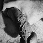 Foxxx84 - mężczyzna, 41 lat, Koszalin