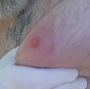 Brzuszek1969 - muž, 56 let, Rybnik