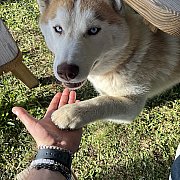 Chariman - mężczyzna, 34 lat, Dzierżoniów