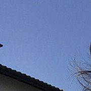 Vindrangerenok - мужчина, 20 лет, Bydgoszcz