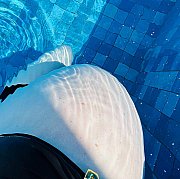 XxAliceW5xX - frau, 20 Jahre, Toruń