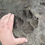 Darnatury - mężczyzna, 42 lat, Wolin