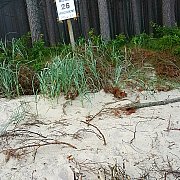 SpontanSingielPolwysephelski