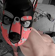 GoldDog