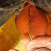 Ogiernik - mann, 39 Jahre, Skalbmierz