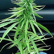 Miskoala777 - muž, 35 let, Słupsk