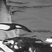 Madsoul85 - muž, 40 let, Szczecin