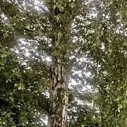 Ciekawski1990 - muž, 35 let, Oss