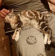 Saba1111 - mężczyzna, 34 lat, Fori