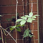 Raniuszek - mann, 34 Jahre, Kutno