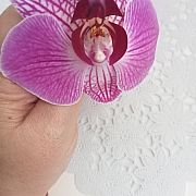 Pani9 - kobieta, 51 lat, Sopot