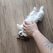 Karolloo98 - mężczyzna, 27 lat, Poznań