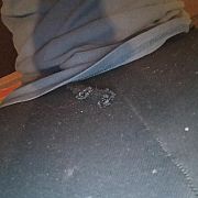 Cheetnymrr - mężczyzna, 31 lat, Zabrze