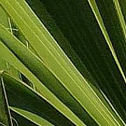 Amore1 - mężczyzna, 23 lat, Poznań