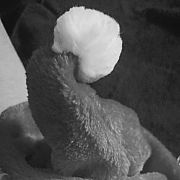 Citfun - mężczyzna, 36 lat, Katowice