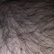 Haurybeear